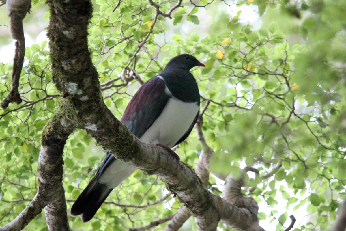 New Zealand Pigeon (Hemiphaga novaeseelandiae)